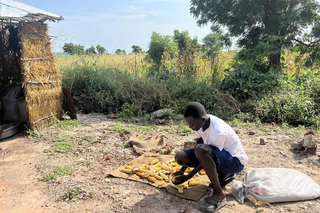 Surrounded by maize, okra and bean plants, residents of Hai Matar, an area in Malakal, are realizing their dream of a new life with hard work and hope. The UN family has helped 128 households, displaced by conflict, to return home, by clearing unexploded ordinances from the land, building shelters, providing transport and other support. Person sitting on the ground outdoors arranging yellow corn cobs on a mat near a straw hut and a large sack, with green vegetation in the background.
